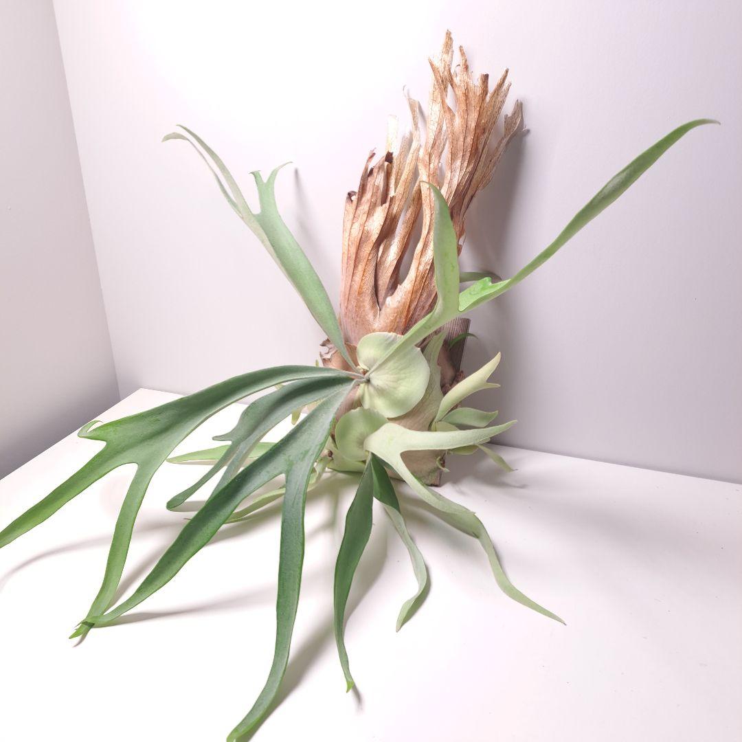 あ*す様 P.veitchii 大株 ビカクシダ 現品 観葉植物