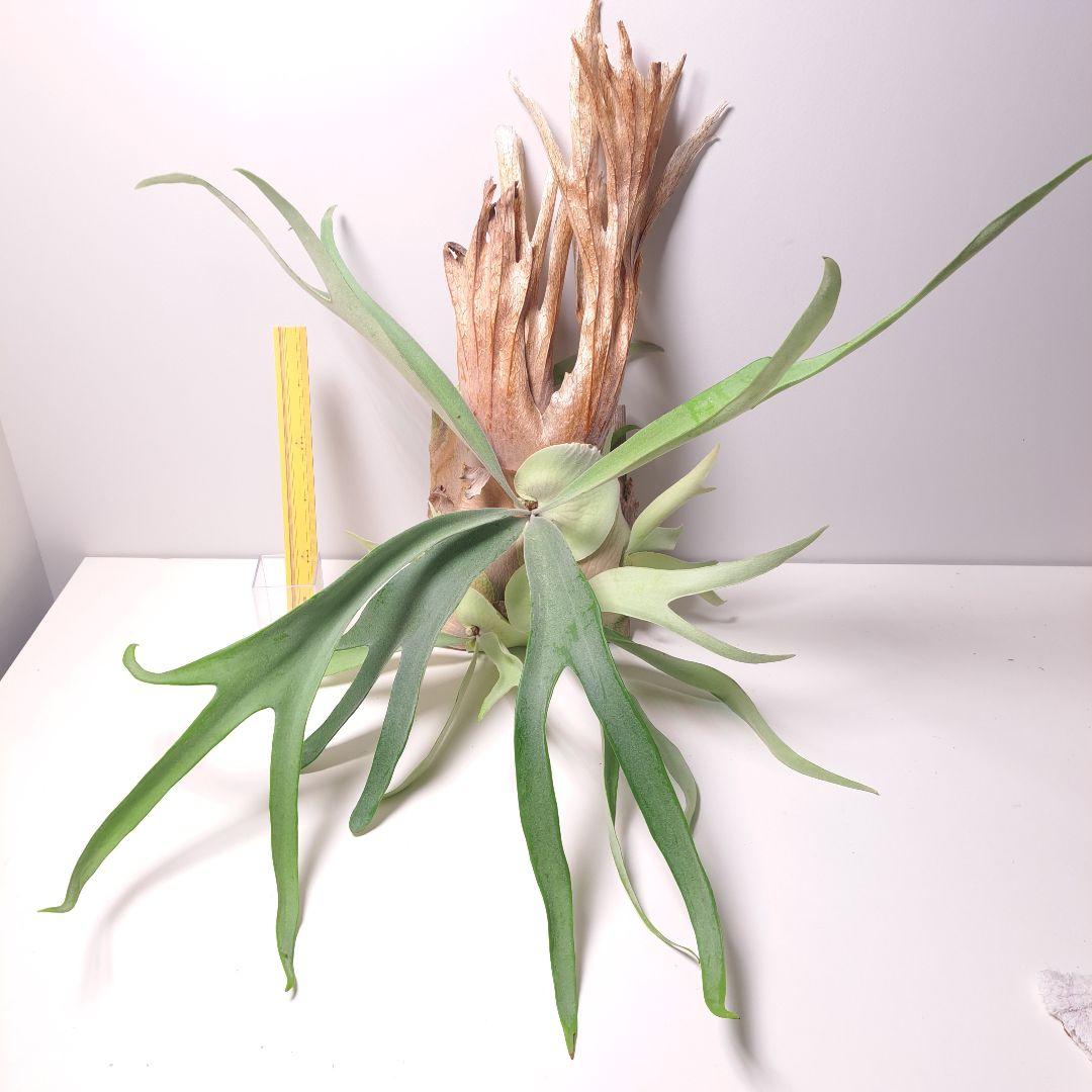 あ*す様 P.veitchii 大株 ビカクシダ 現品 観葉植物