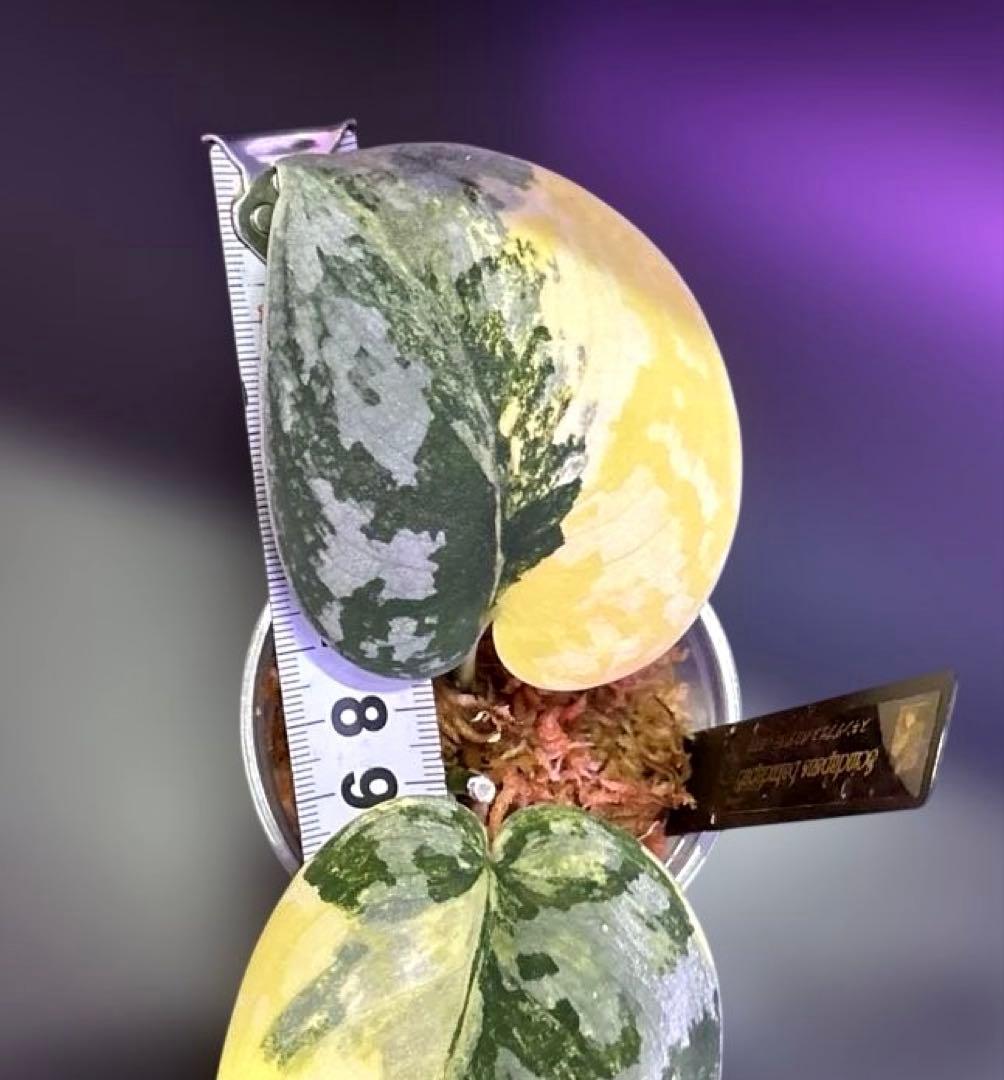 スキンダプサス　綺麗な　セット　F1