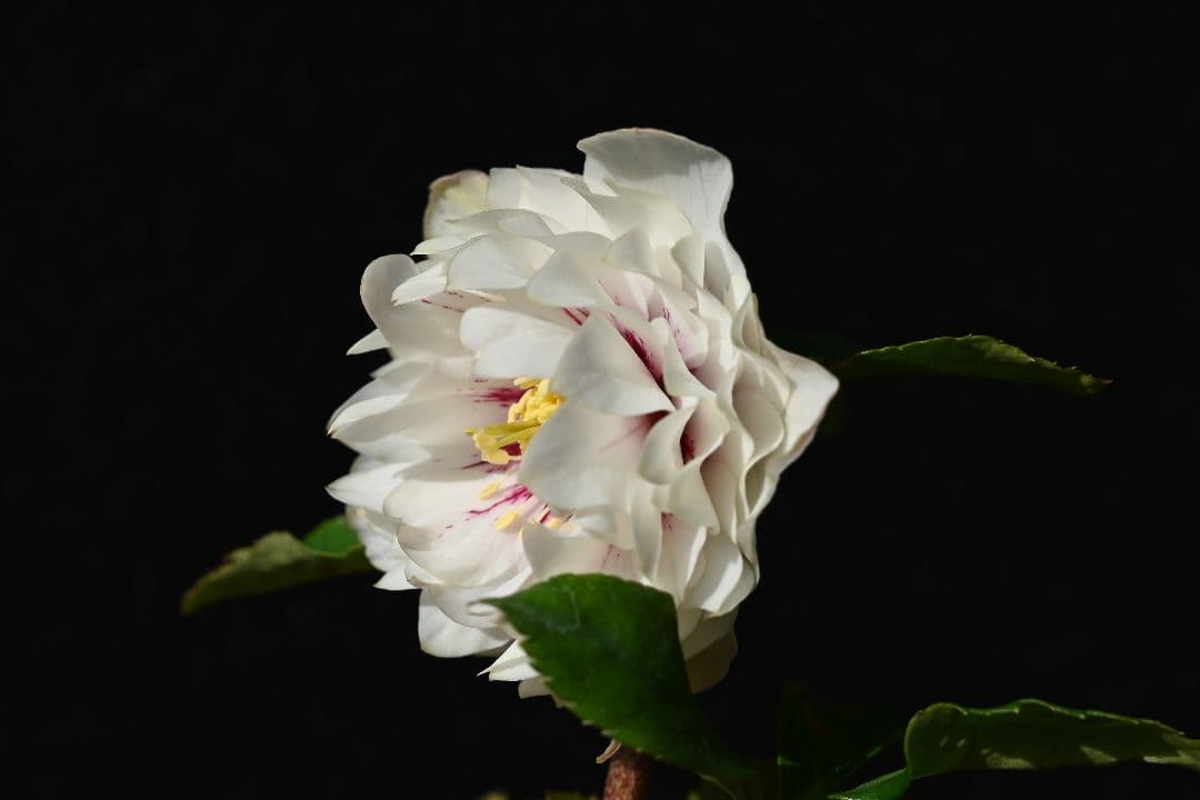 クリスマスローズ　認定ディオーネホワイトフラッシュ　加藤農園