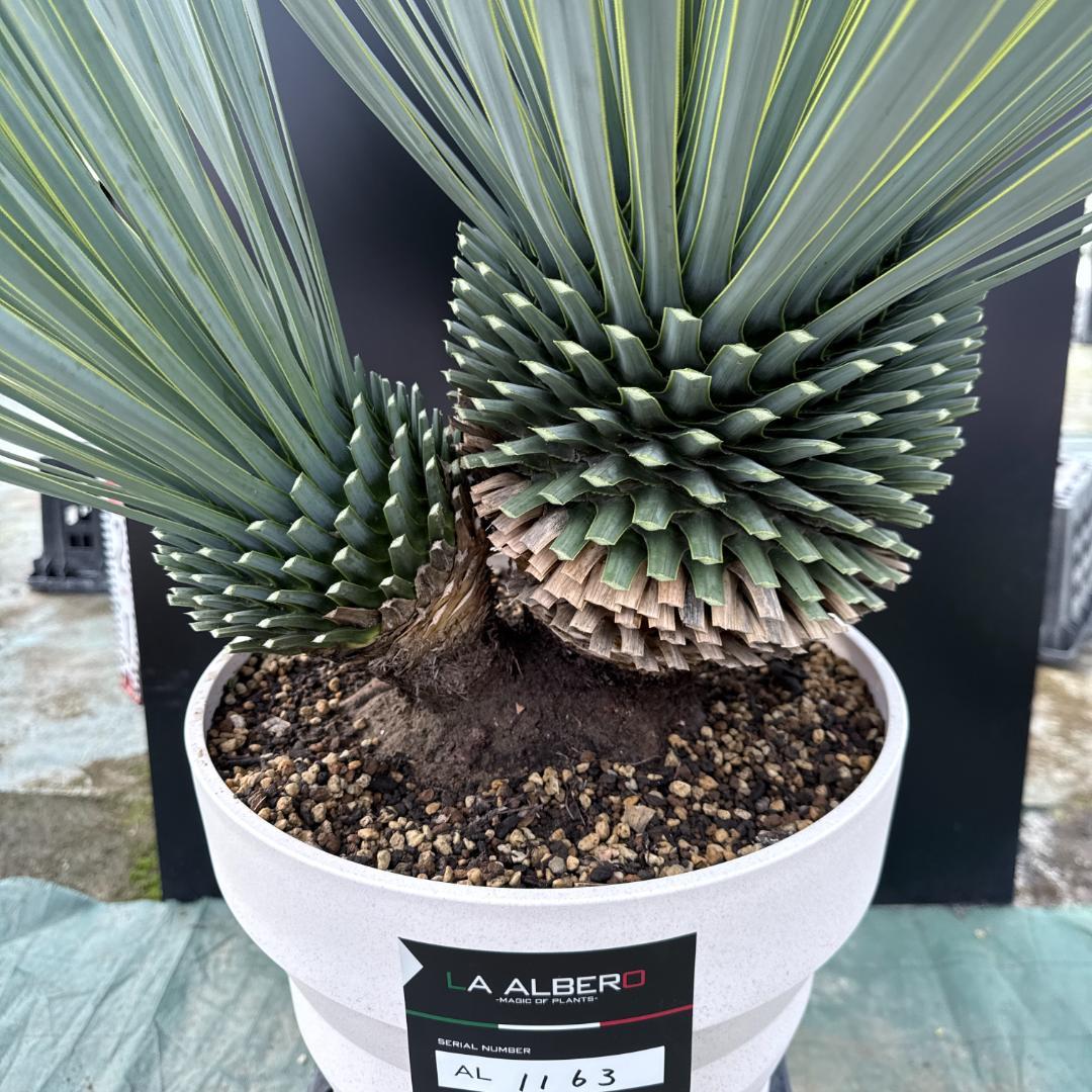 【AL1163】ユッカ　ロストラータ