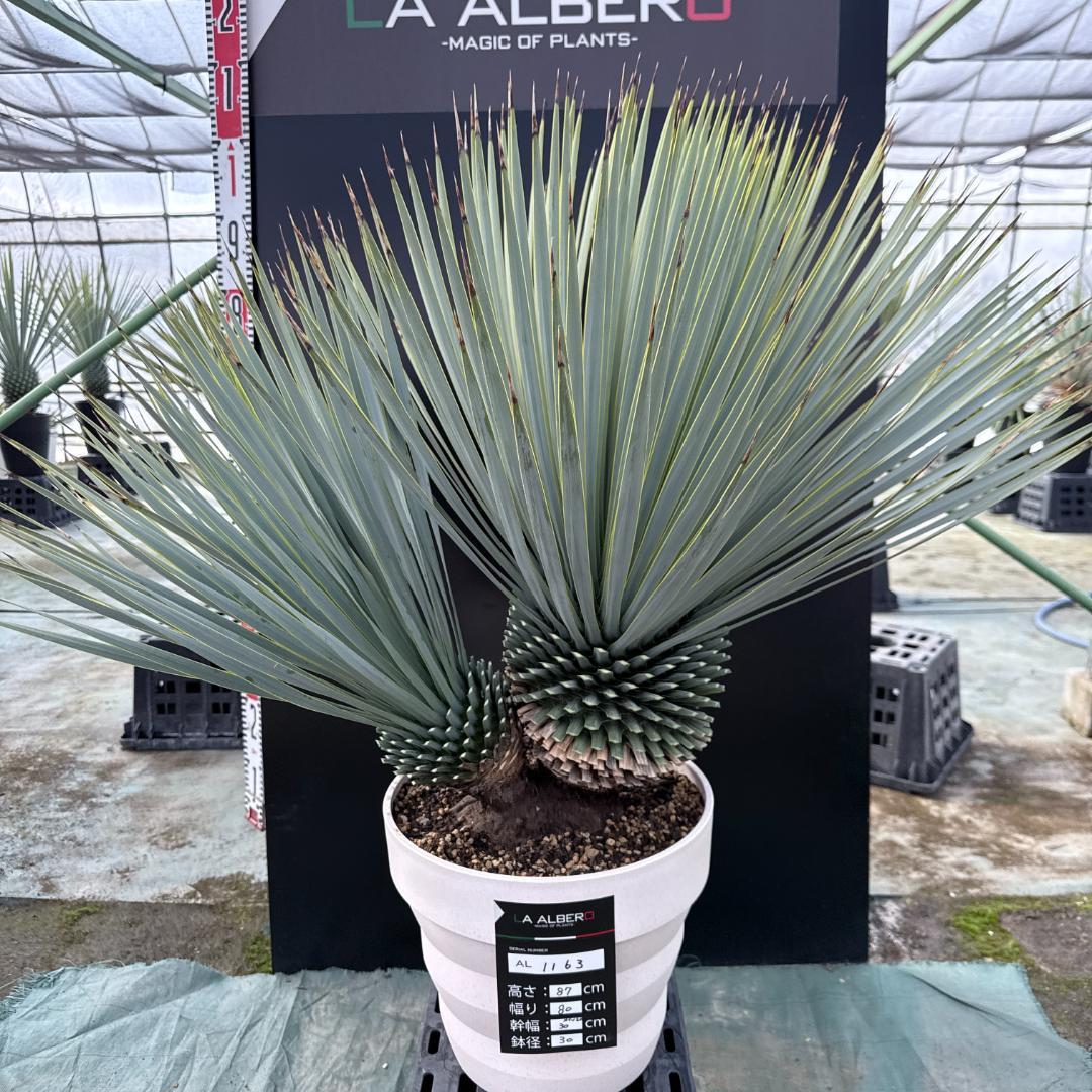 【AL1163】ユッカ　ロストラータ