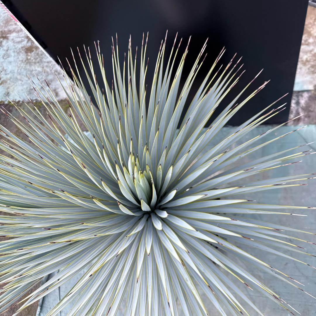 【AL1163】ユッカ　ロストラータ