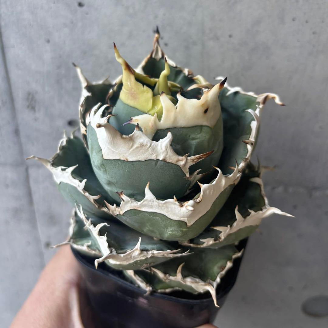 アガベ　オテロイ　実生　選抜株