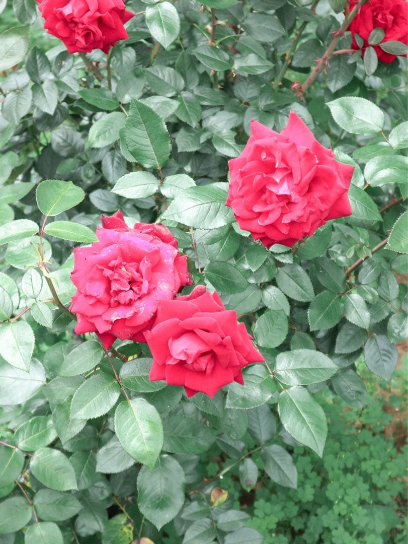 【値下げ不可】Canon EOS M100 ミラーレス一眼カメラ シルバー