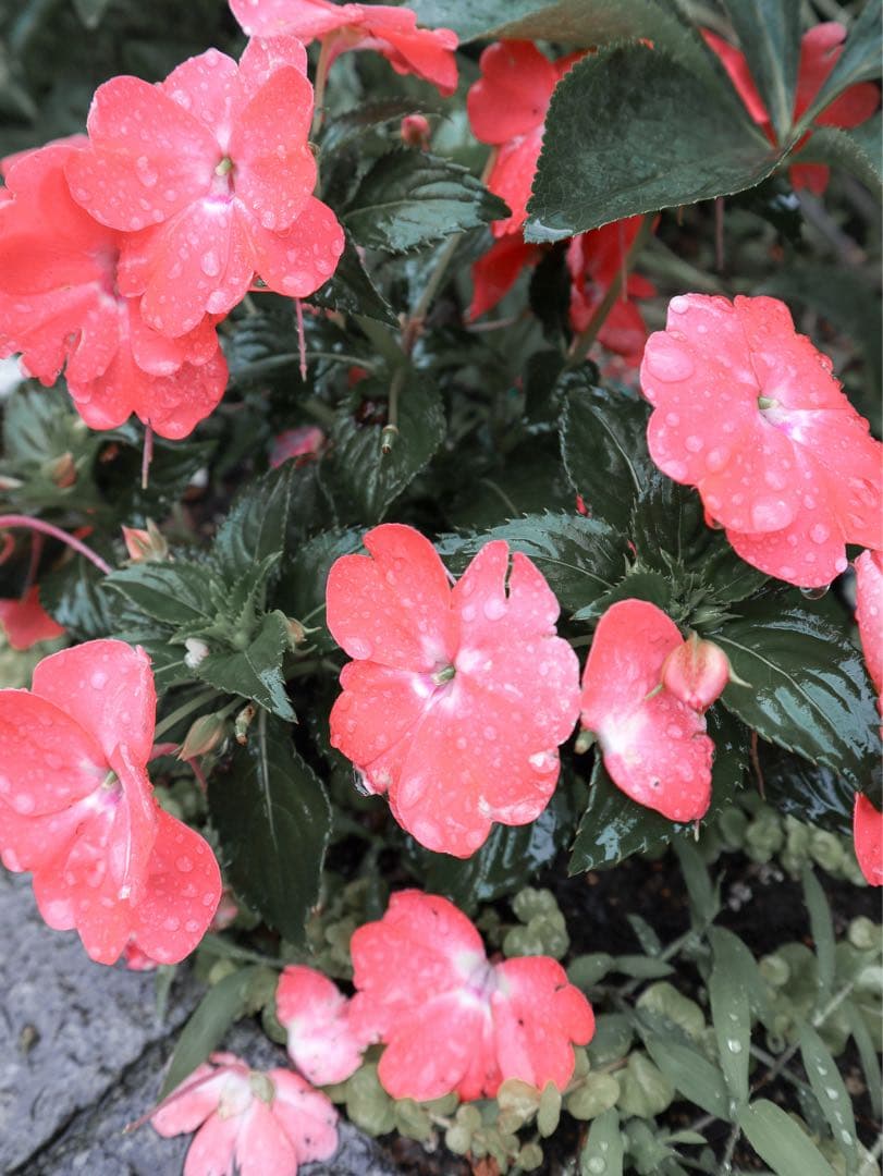 【値下げ不可】Canon EOS M100 ミラーレス一眼カメラ シルバー