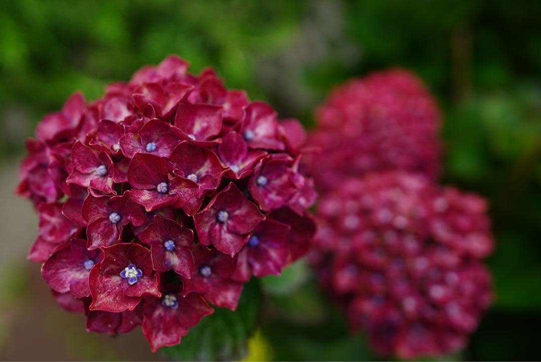 SONY α6400 ミラーレスカメラ