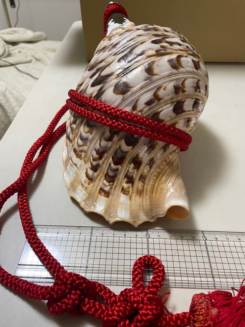 法螺貝①　貝殻　標本