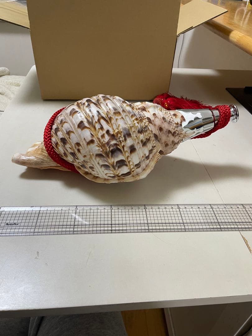 法螺貝①　貝殻　標本