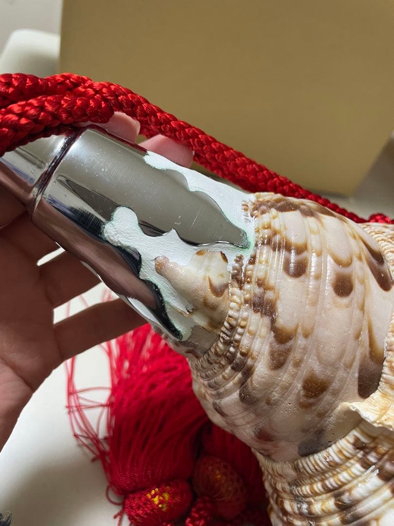 法螺貝①　貝殻　標本