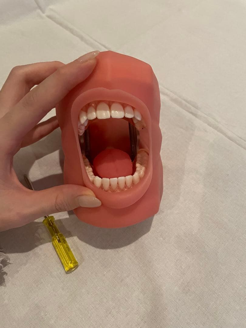 ニッシン　歯科模型　歯牙模型