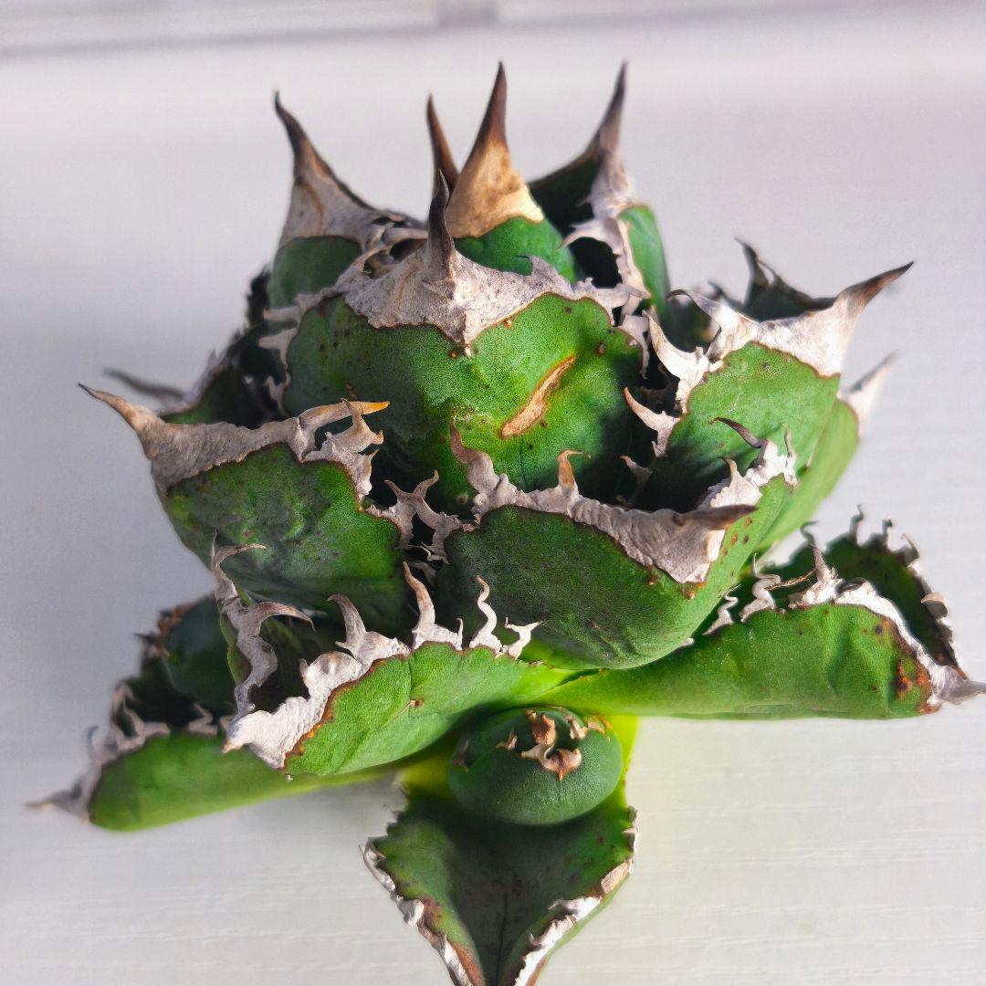 楓*様 アガベ　チタノタ　清櫻