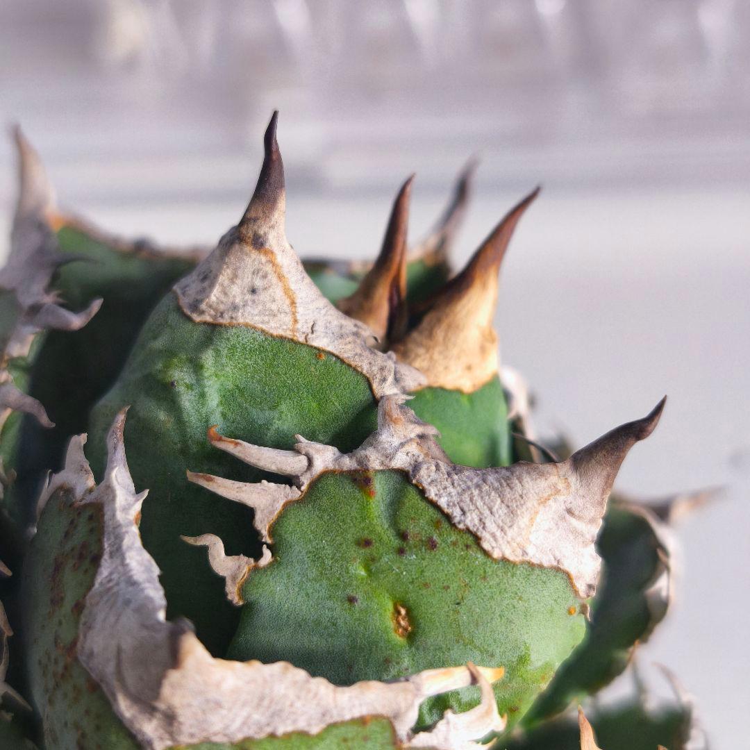 楓*様 アガベ　チタノタ　清櫻