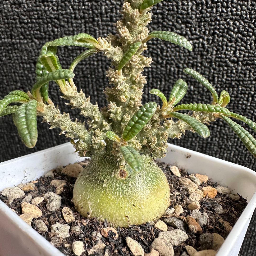 塊根植物 ドルステニア ギガス　ブラータ 塊根肥大 本場 実生株【落ち葉です】