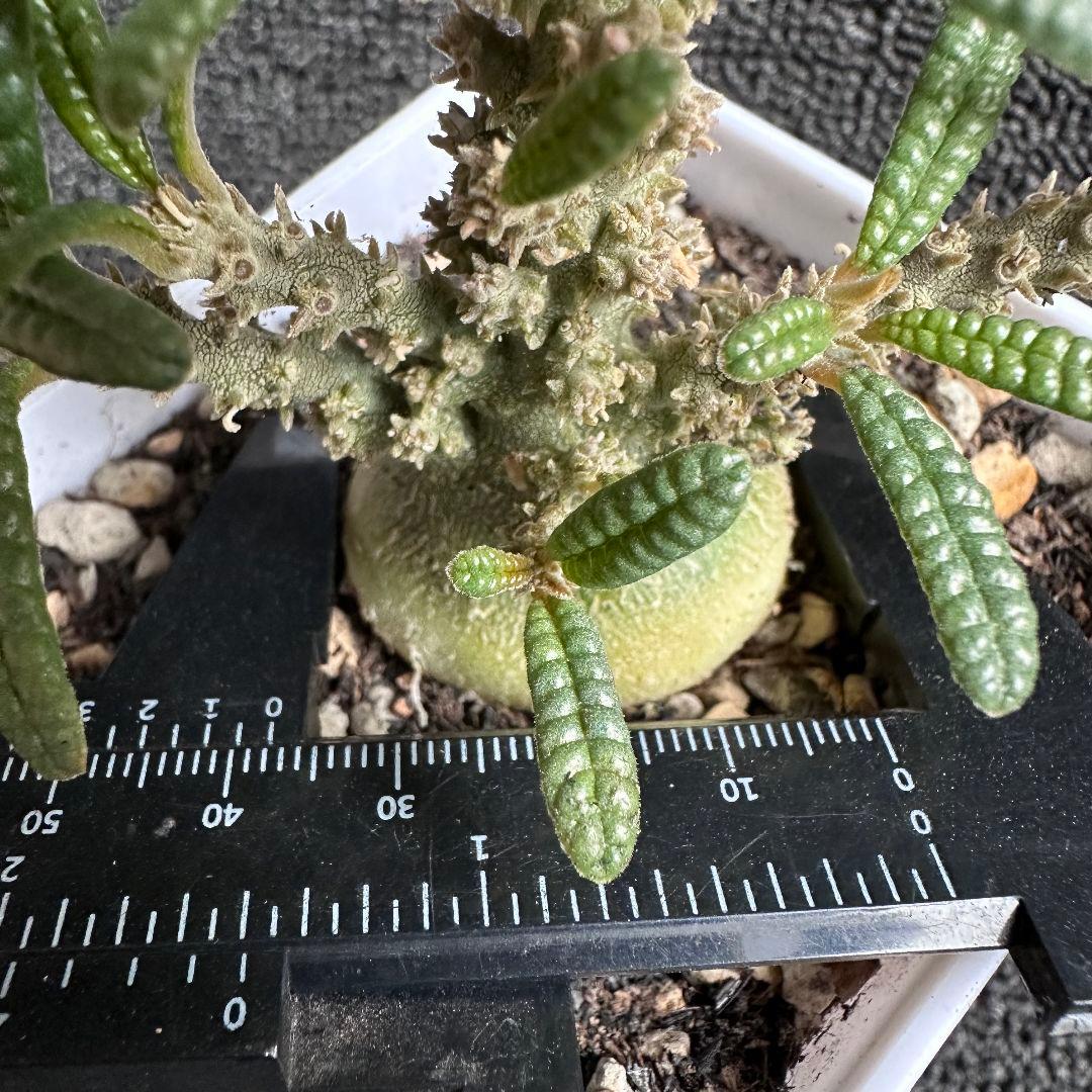 塊根植物 ドルステニア ギガス　ブラータ 塊根肥大 本場 実生株【落ち葉です】