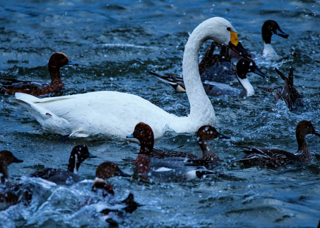 シグマ 150-600mm F5-6.3 DG OS HSM ニコン F