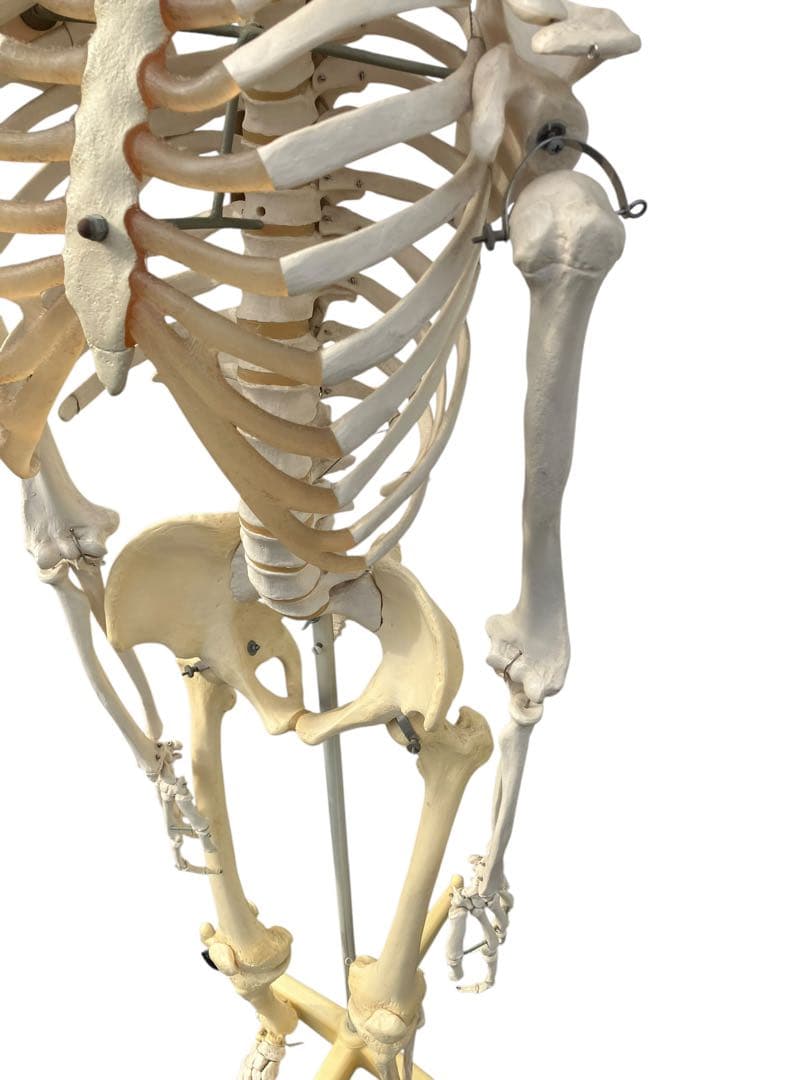 3B Scientific 人体骨格模型 約170cm 全身骨格 キャスター付き