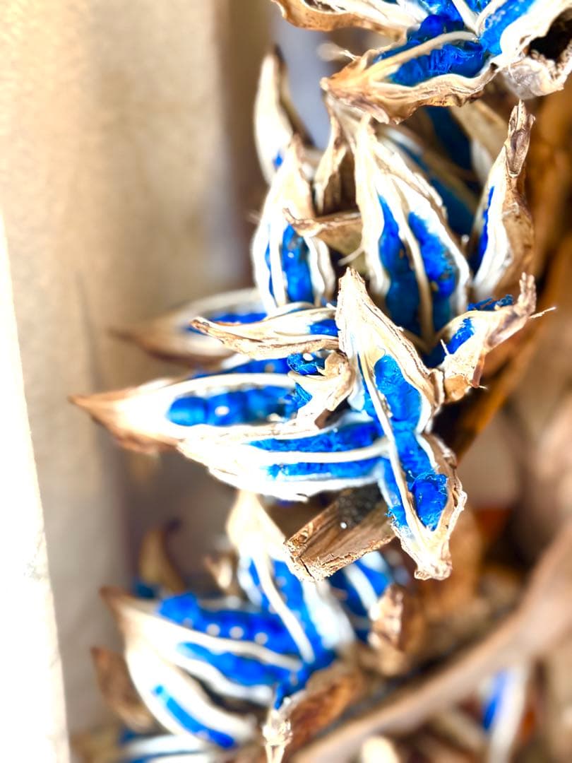 75 旅人の木 11房 特別割引価格 今季物 逸品 宮古島産