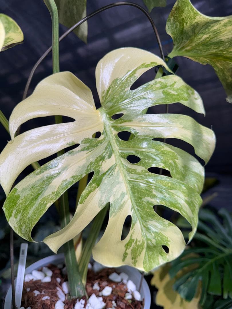 早い者勝ち　モンステラ　デリシオーサ　レガシー　久々絶美斑入り株