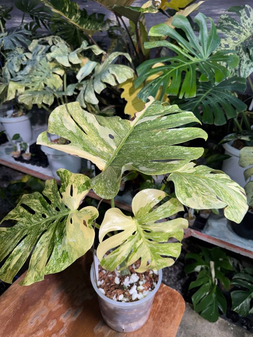 早い者勝ち　モンステラ　デリシオーサ　レガシー　久々絶美斑入り株