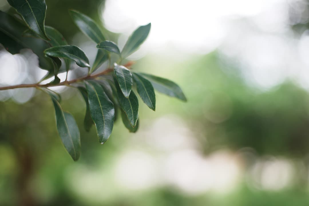 【美品】動作◎ ニコン　Ai Nikkor 50mm F1.8 207