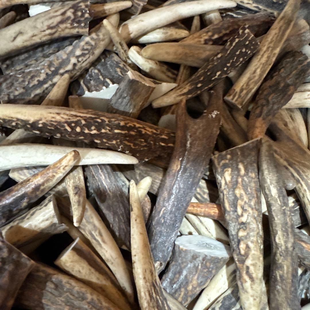 鹿角 10kg 端材 先端 短め