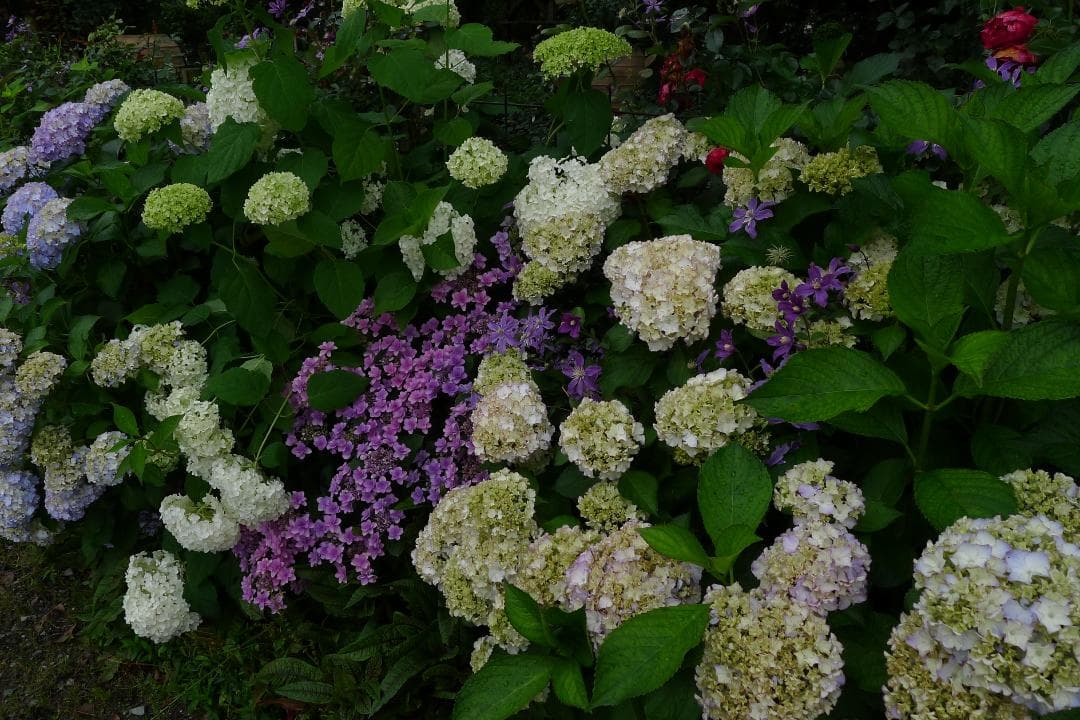 ライカ Leica D-LUX 5