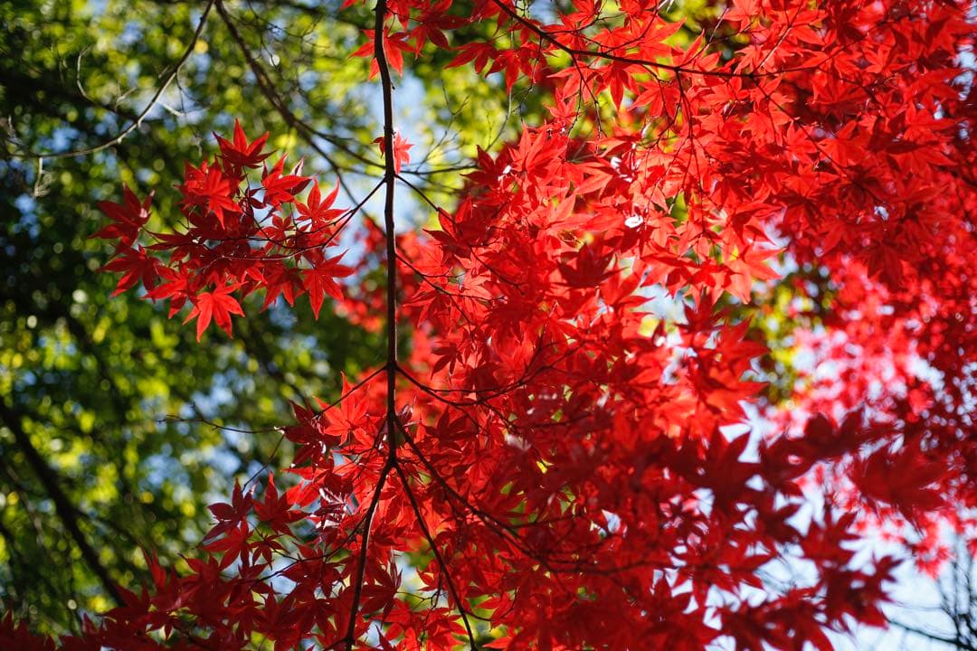 CANON キャノン EF 100-300mm F5.6 L