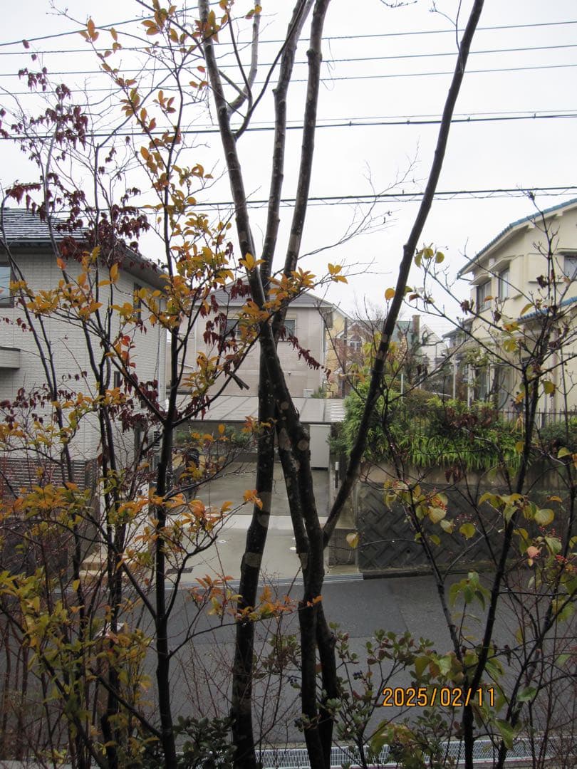 Canon IXY DIGITAL 510 IS 箱付 動作確認済 美品