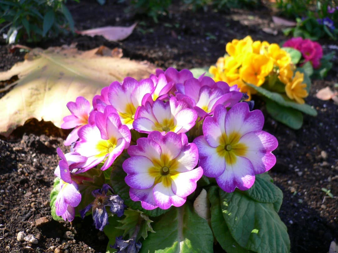 実写美⭕️良品【動作確認済】パナソニック LUMIX DMC-FX7 シルバー