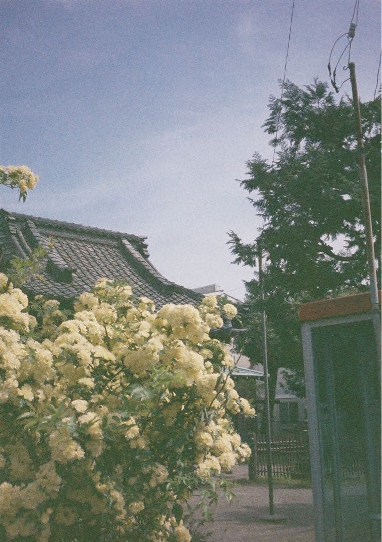 【動作確認・清掃済み＊試写あり】リコーオートハーフE 花柄