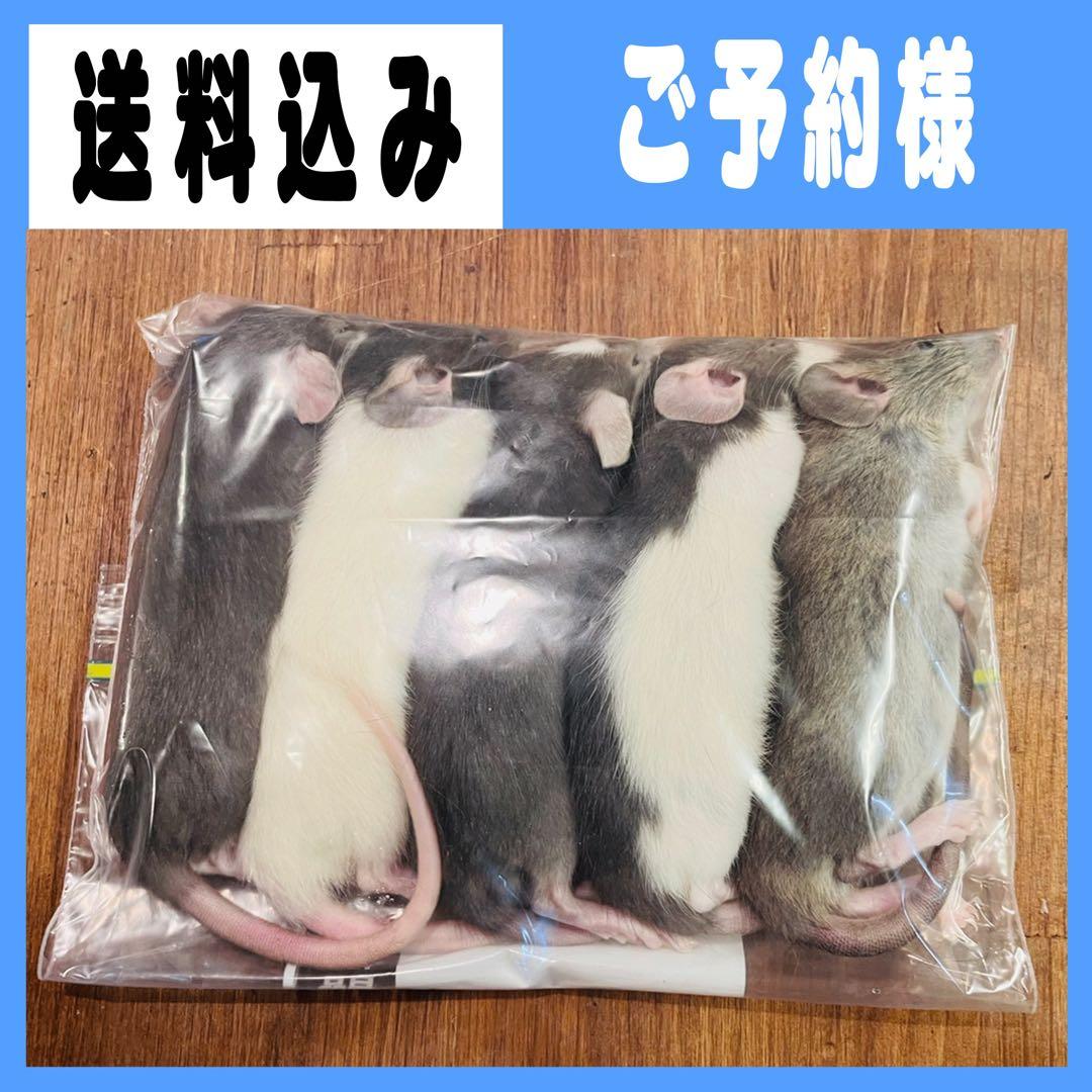 @コーデックス&釣具店 フォーム