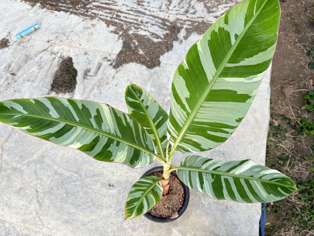 バナナ斑入り　アエアエ　美株　高さ80cm