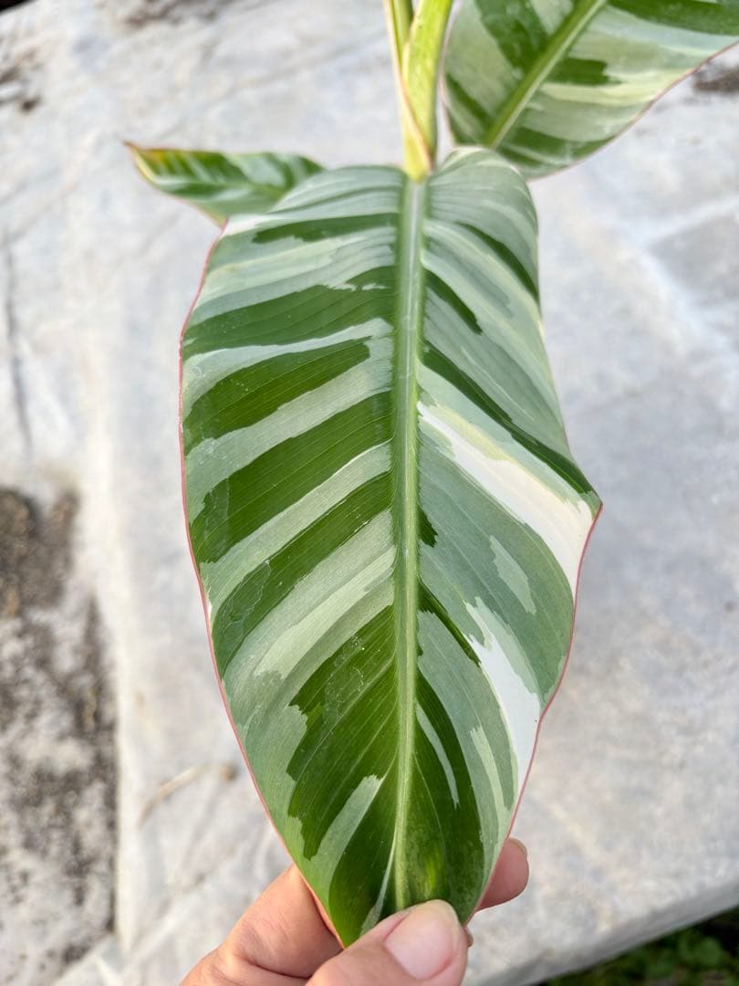 バナナ斑入り　アエアエ　美株　高さ80cm