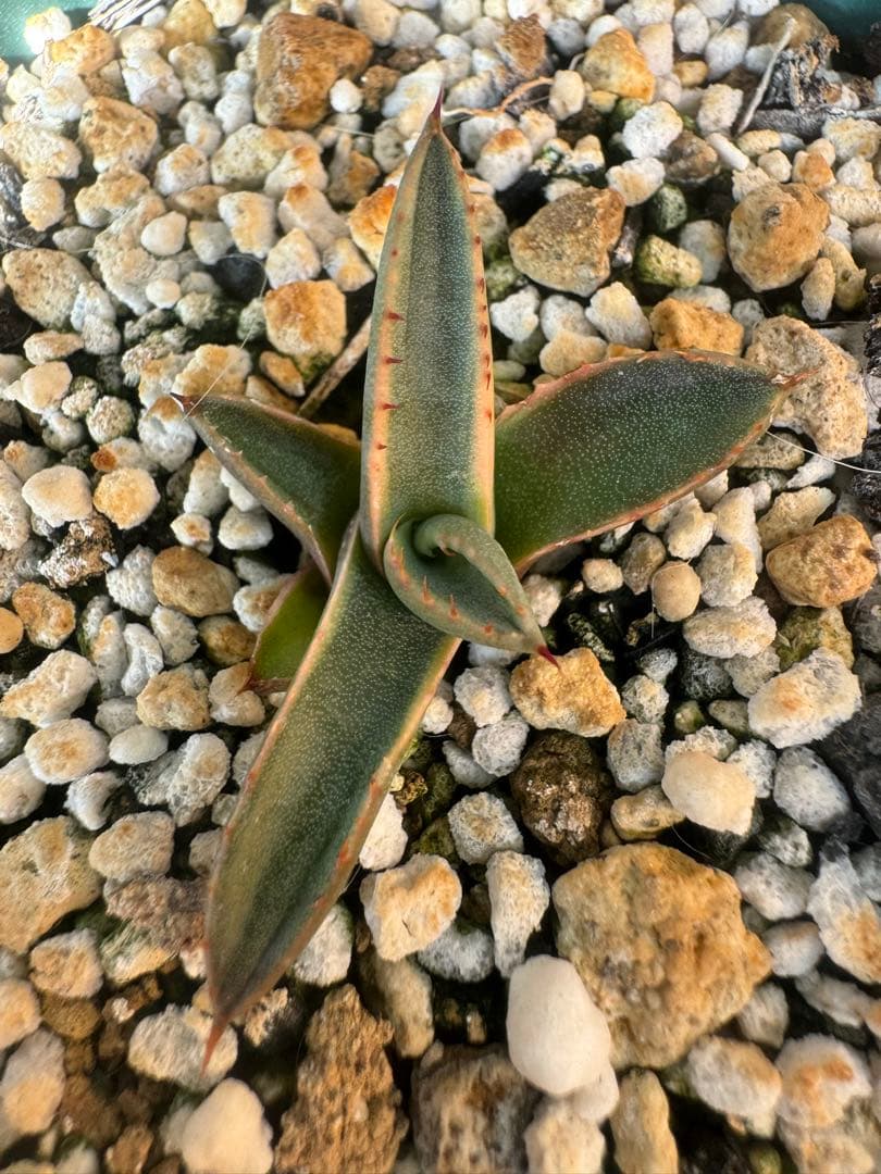 アガベ Agave parryi ssp neomexicana Sunspot 265
