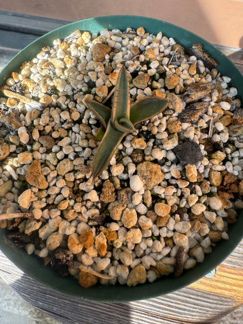 アガベ Agave parryi ssp neomexicana Sunspot 265