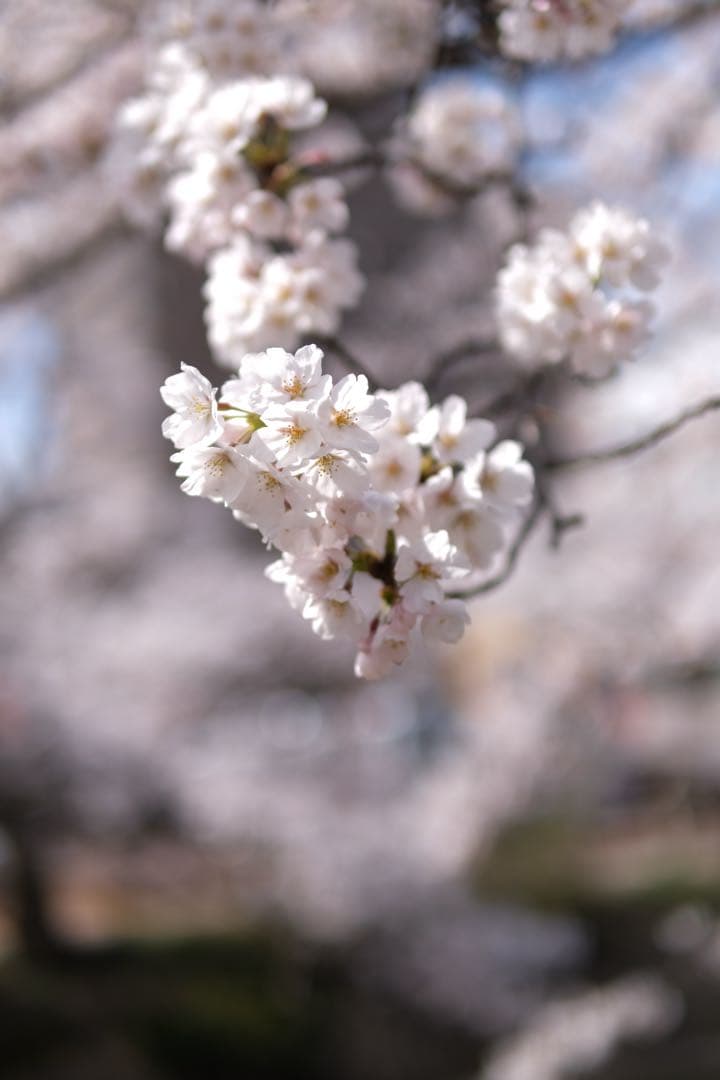 Fujifilm X-T3 本体 バッテリー付き