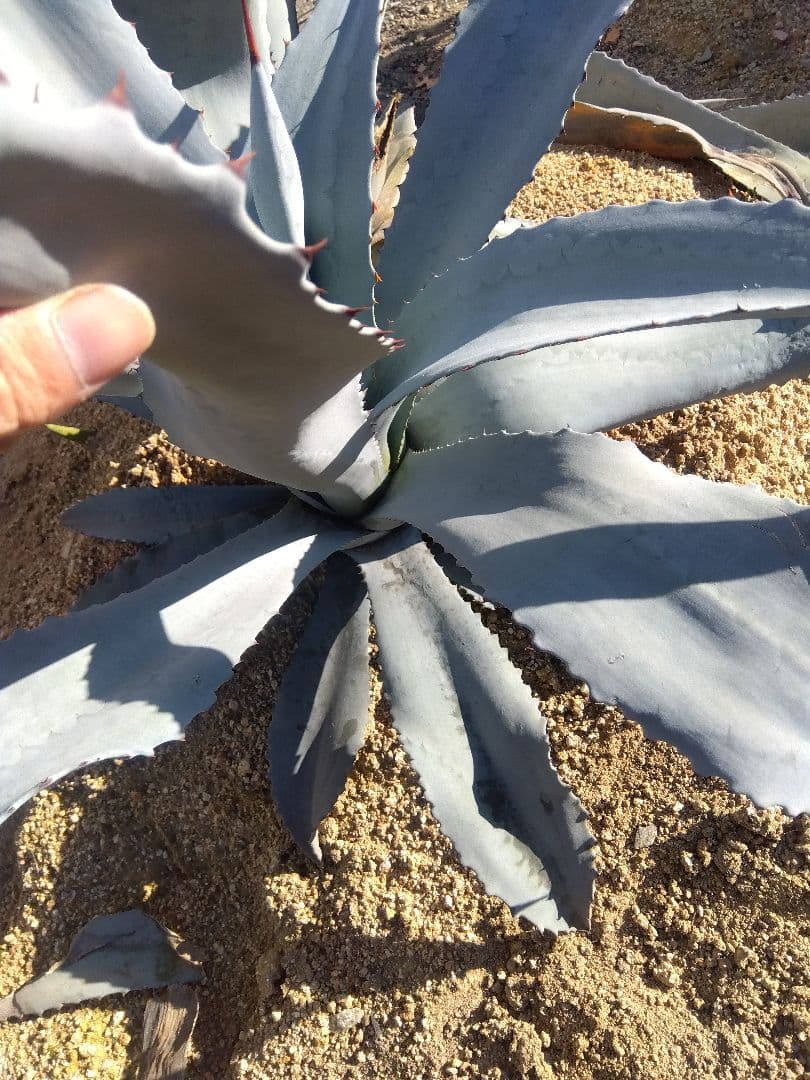 アガベ　フランゾシニー　大株カキコ❗
