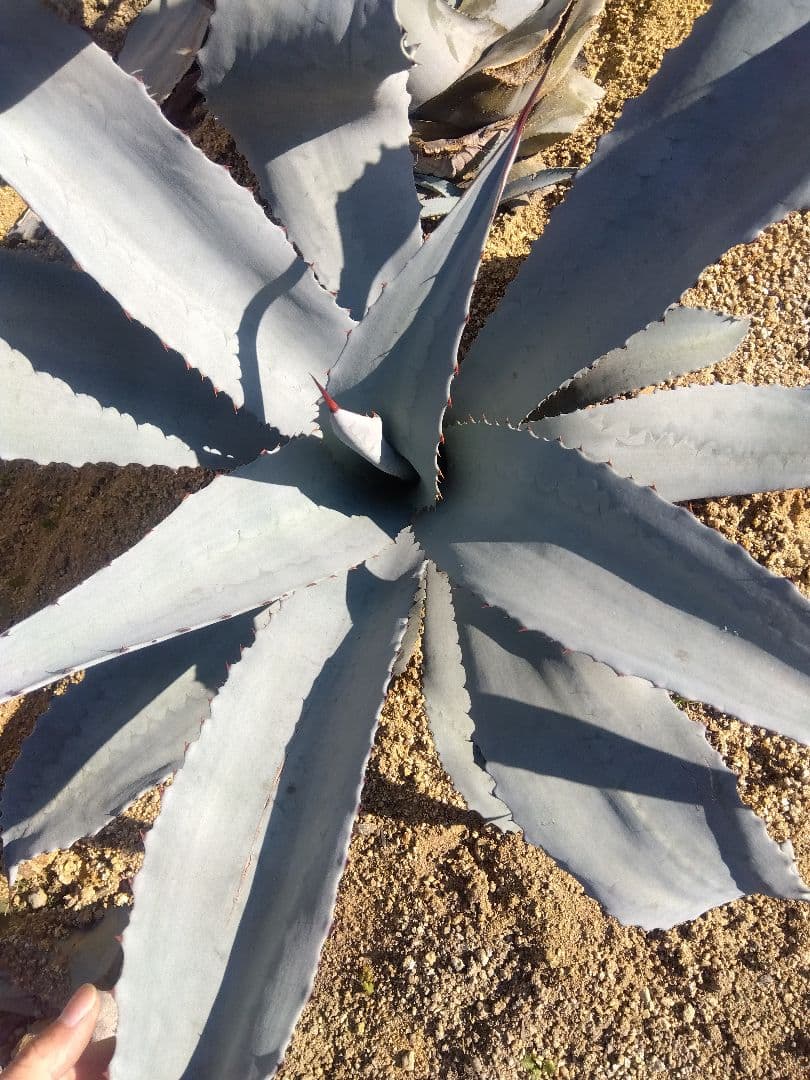 アガベ　フランゾシニー　大株カキコ❗