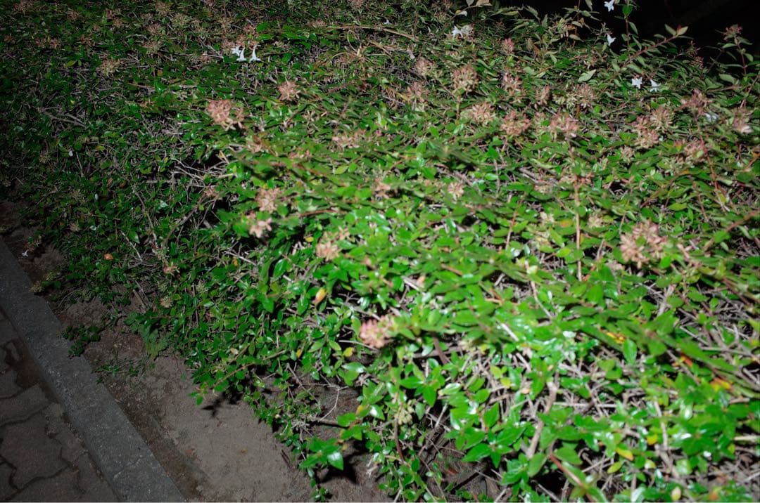 デジタルカメラ RICOH GR2