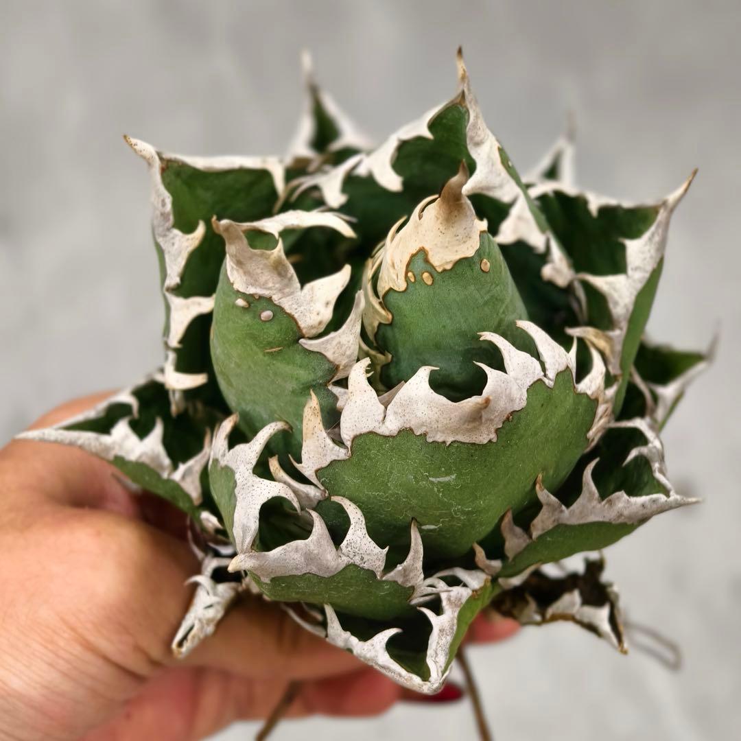 t*w様 L1344多肉植物 ガベ チタノタ 強棘 大白鲨 ホオジロザメ/検 暴