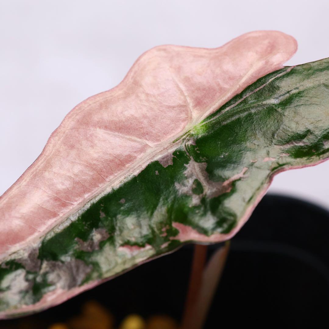 アロカシア ノビリス ピンク 斑入り