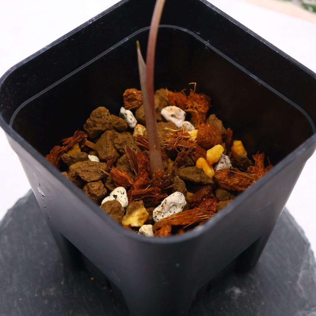 アロカシア ノビリス ピンク 斑入り