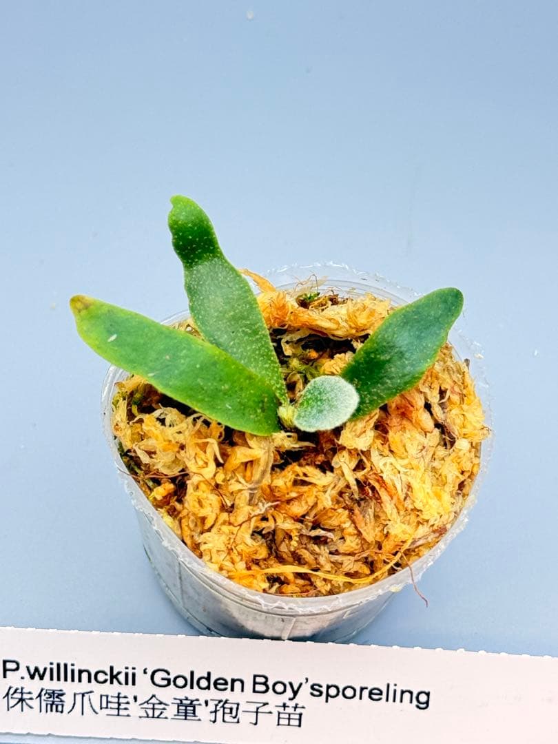 y*9様 ビカクシダ willinckii Golden Boy sporeli