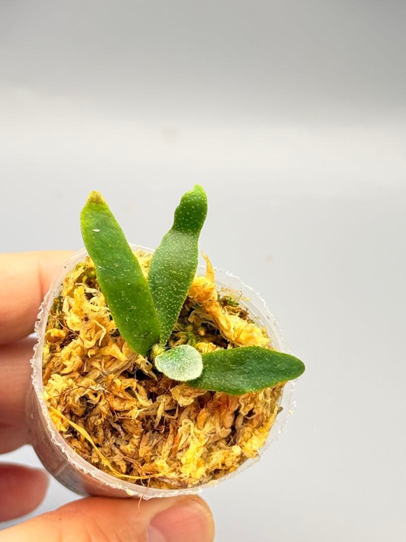 y*9様 ビカクシダ willinckii Golden Boy sporeli