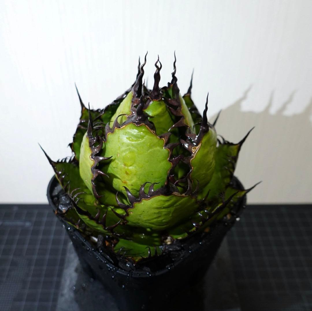 【現物出品】2121 【鉢のまま発送】 アガベ ホリダ