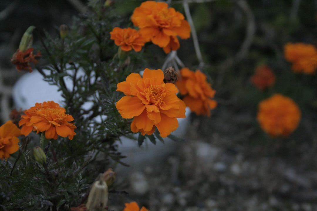旅行や運動会の撮影にCanon EOS kiss Digital N フルセット