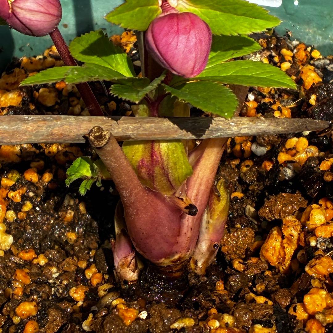 A*️様 3587☘️蕾花付き☘️極上☘️7号☘️⭐️SD⭐️ピンクオーレア⭐️