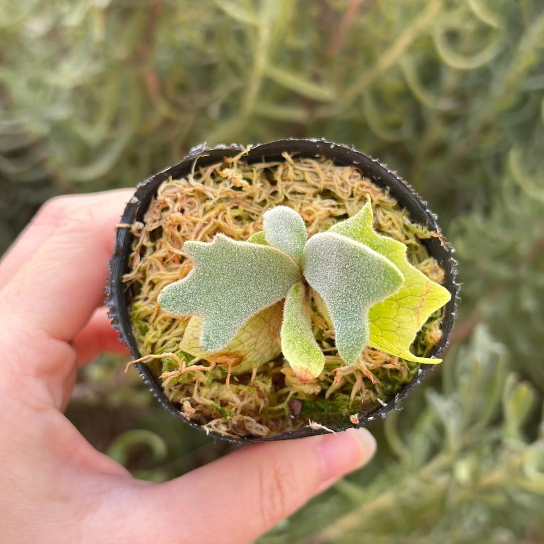 ビカクシダ P.willinckii Frosty Maiden Spore 04