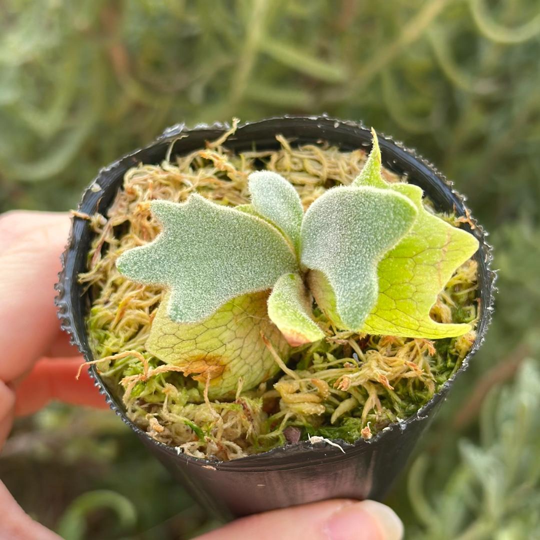 ビカクシダ P.willinckii Frosty Maiden Spore 04